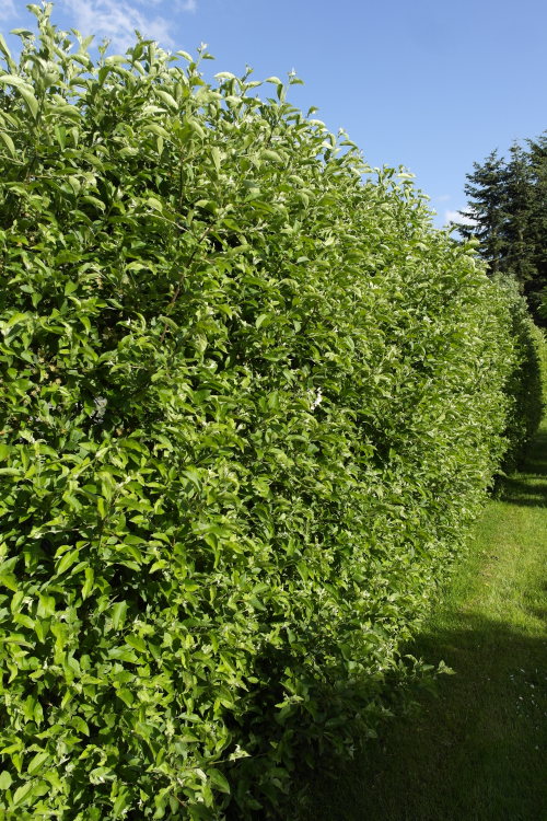 biodiverseed:Sargent’s Apple (Malus sargentii) HedgeFor every fruit we eat, there are usually a few 