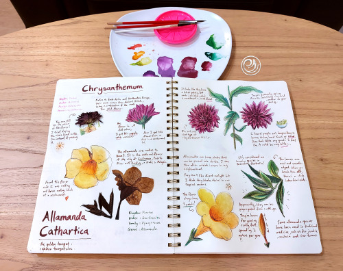 The 11th page of the naturalist journal is all about colourful flowers! Coincidentally, these two fl