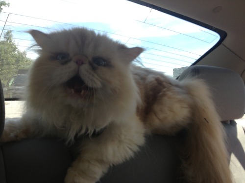 lucifurfluffypants: Road Trip Day 1: “Give the cat Benadryl,” the vet said. “It wi