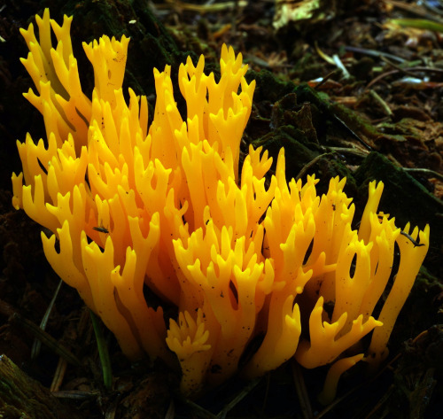 Yellow Stagshorn Fungus - Calocera viscosa. Common and pretty in pretty dark conifer plantations.