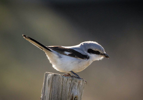 The Shrike Is A Brutal Killer Carnivore, Also Known AsThe Butcherbird, B/c It Impales Its Prey And Uses