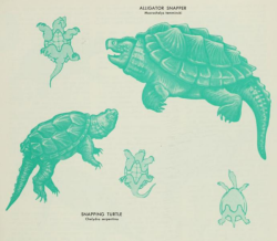 nemfrog:Snapping turtles. Amphibians and Reptiles of Tennessee. 1965.