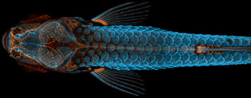2020 Photomicrography Competition (Nikon’s Small World)Congrats to the winners!- 1st Place: Do