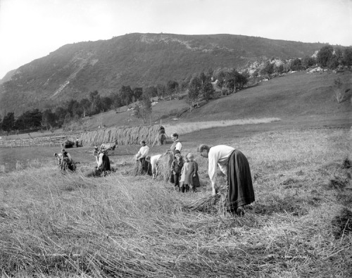 Harvesting of grain in Sunnmøre county, Norway 1988/1894. Photo: Knud Knudsen