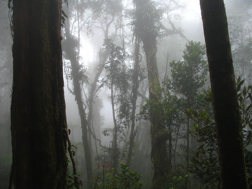 cat-nymph:In the fog by Antoine Hubert on Flickr.