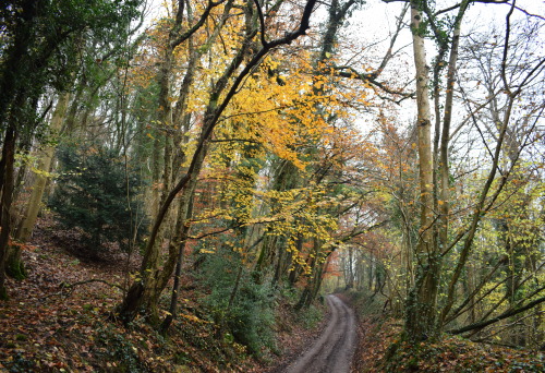 rherlotshadow: Country lane: November