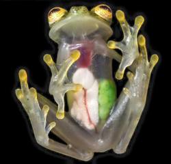 scientificphilosopher:    The glass frogs (or glassfrogs) are frogs of the amphibian family Centrolenidae (order Anura). While the general background coloration of most glass frogs is primarily lime green, the abdominal skin of some members of this family