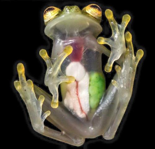 scientificphilosopher:    The glass frogs adult photos