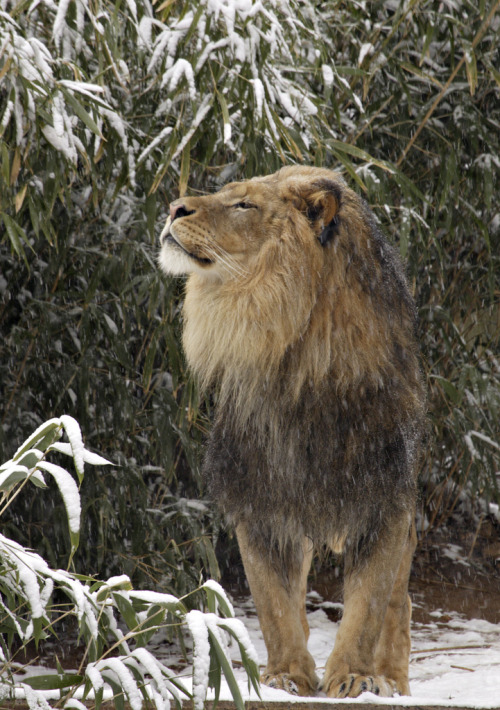 bigcatslions: Photography Smithsonian’s National Zoo   Smithsonian’s National Zoo, US   