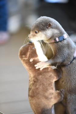dailyotter: Otter Slow Dances with His Plushy