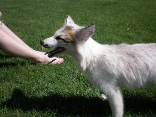 djkaeru:foxesarethebestanimals:Meet Juno, a very beautiful marble fox, four months old and as just a