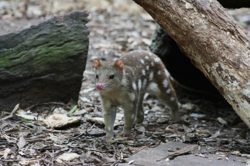 Quoll Returns to the Australian Mainland After 50 YearsOn March 1st, Fourteen eastern quolls were re