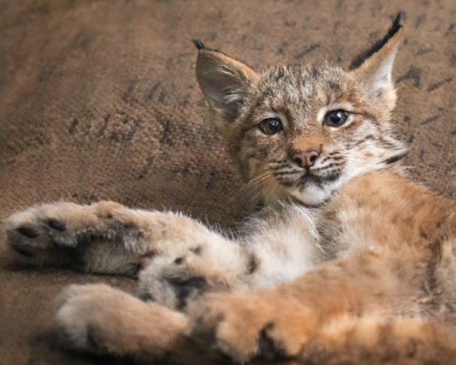sdzoo:The lynx is known by the tuft of black hair on the tips of its ears and its short or bobbed ta