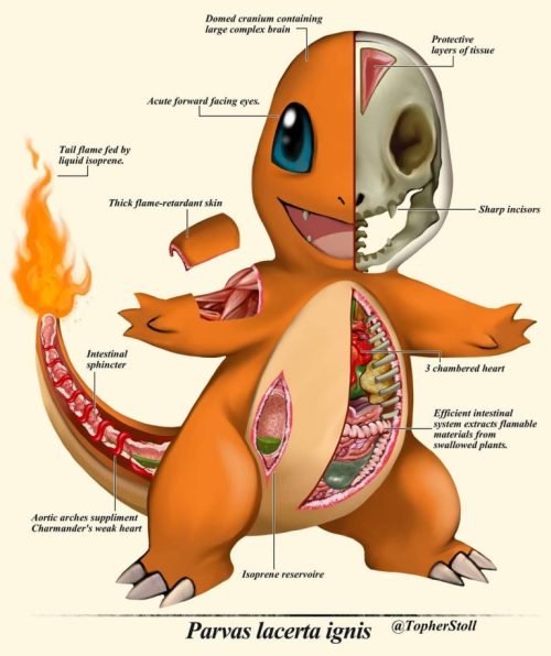 Pokemon Anatomy by  Christopher Stoll (@topherstoll)