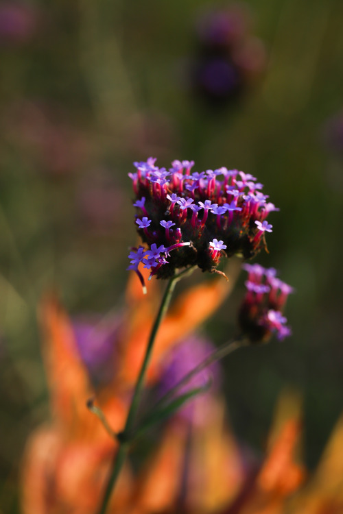 Rich, vibrant colors of fall.    Cool weather intensifiying the colors and starting the se