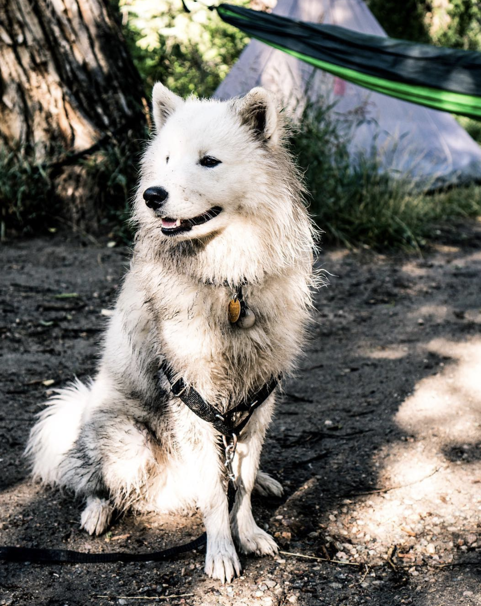 ATLAS THE ADVENTURE SAMOYED