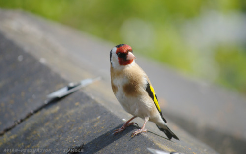 European Goldfinch (Carduelis carduelis), 20/04/19