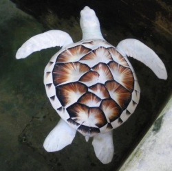 oa1965:  maybeeel:  sixpenceee:  A leucistic turtle. Leucism is a condition in which there is partial loss of pigmentation in an animal resulting in white, pale, or patchy coloration of the skin, hair, feathers, scales or cuticle, but not the eyes.