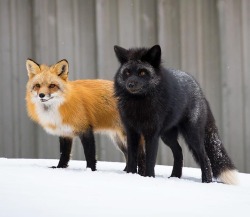 beautiful-wildlife:Red and Silver Fox Pair by © bkcrossman