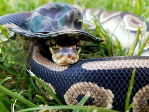 snekjunkie - Can’t see me. Such camo. Much hide.