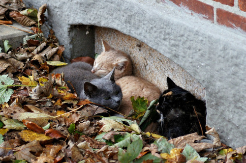 Barn Cats Snoozing in the Leaves (via Jaedde & Sis)