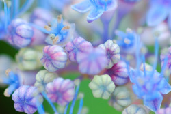 norse-nature-spirit:  Pastel WildFlower Background