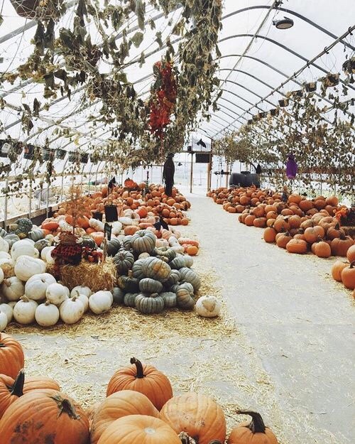 oldfarmhouse:Megan Bailey on Instagram: “We’ve been waiting all year for our fave local patch to be 