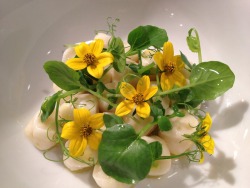 chefnicholaswilkins:  English pea, parmigiana, sun daisy, watercress, pea shoots