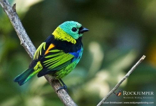 rockjumperbirdingtours: The simply overwhelming colours of the Green-headed Tanager (Tangara seledon