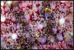 Octopuses Garden (Coral Polyps)