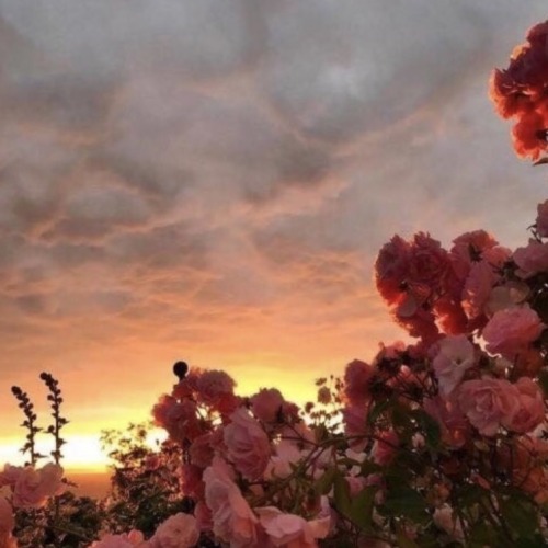 Ig: Thefarmhouseflowerfarm