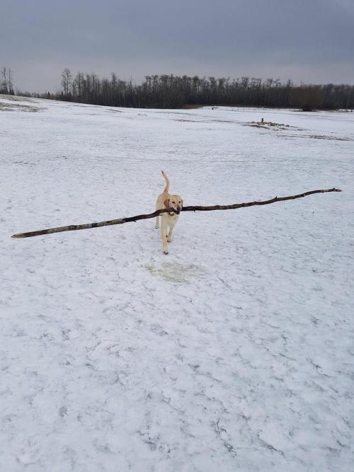 awwww-cute:  She Likes Sticks (Source: http://ift.tt/2qqG5vp)