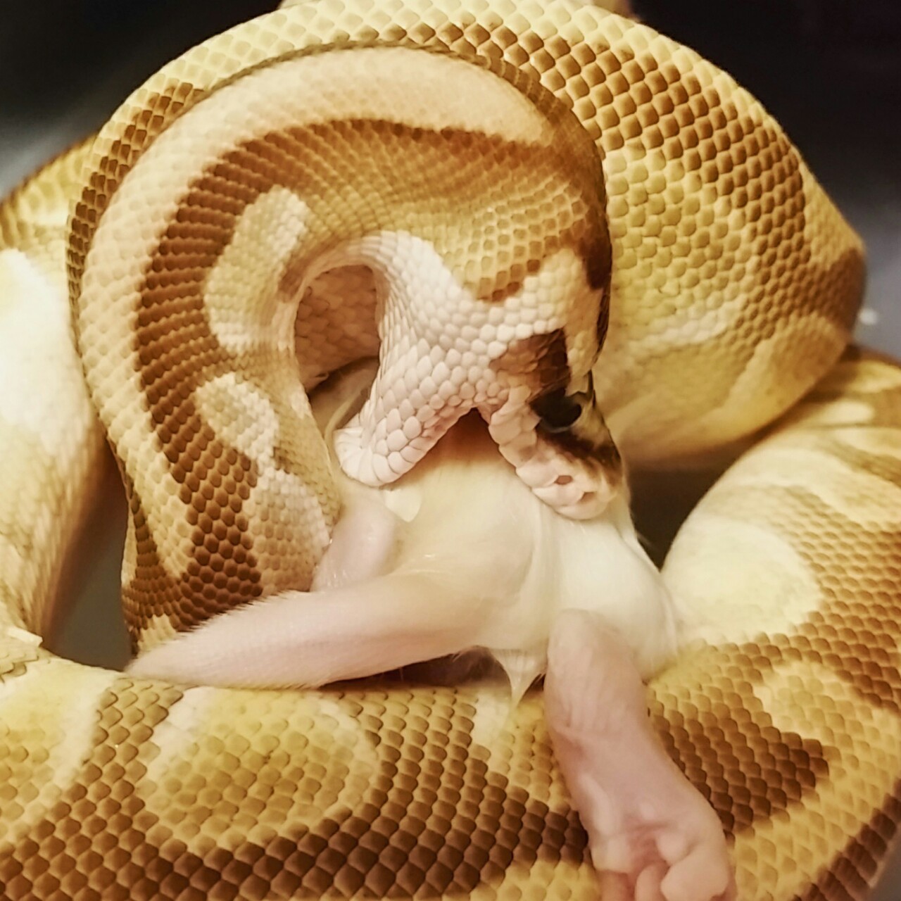 wheremyscalesslither:  butthurtherpetologist:  exotic-noodles:  From a few feedings