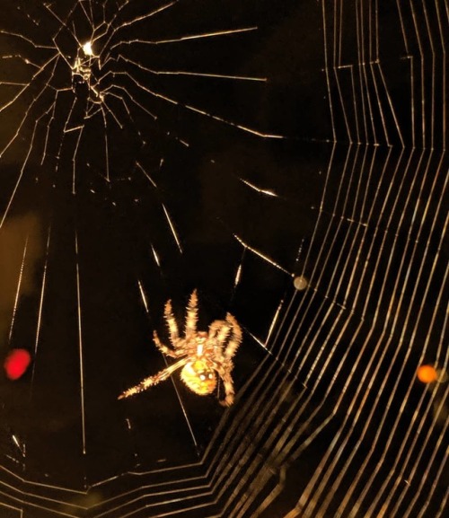 Spider #spidersofinstagram #orbweaver #creepyafhttps://www.instagram.com/p/B043JIbgQDr/?igshid=1b1