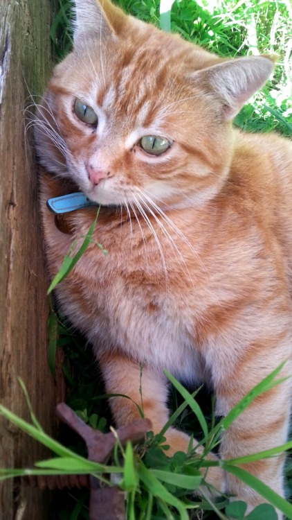 topbilbo:Mum let the geese in the front yard so Ginny is hiding from them behind a garden bed sleeper 