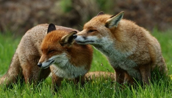 Foxies! &lt;3