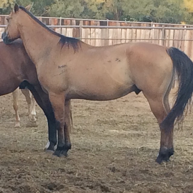 Prince dun gelding on my website www.Cowboy4Sale.com $2300 call or text 254-433-0806 #dun #gelding #heis4sale #horse4sale #horsesofinstagram #tntranch #tnthorses #cowboy4sale (at TnT Ranch & Tom Davis Horsemanship)