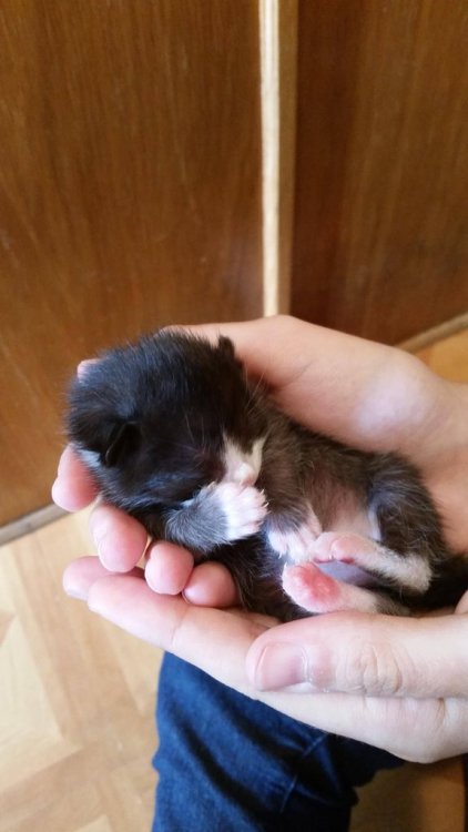 Porn Pics cute-overload:  My new Kitty!http://cute-overload.tumblr.com