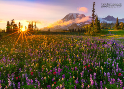 te5seract: Colorado Wildflowers Surround Alpine Pond & Mount Rainier Sunset From Mazama Ridge by