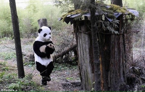 awwww-cute:Wildlife workers dressed up as pandas to make baby pandas feel safe (Source: ift.t