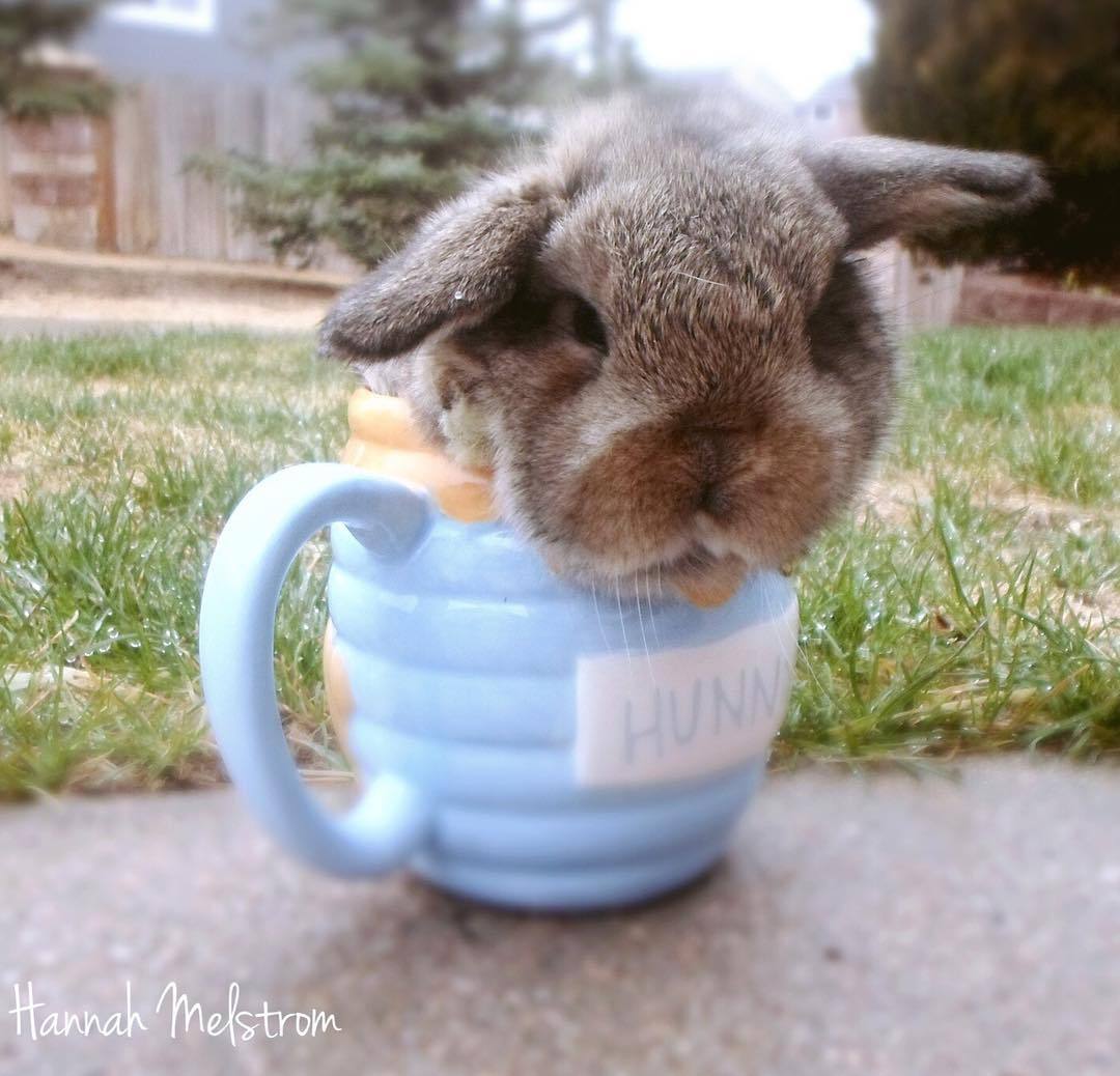 ladyoleighander:  adorable-bunnies:  ❤️  Oh my God.
