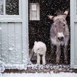 redbirdinthehemlock:  http://www.townandcountrymag.co.uk 