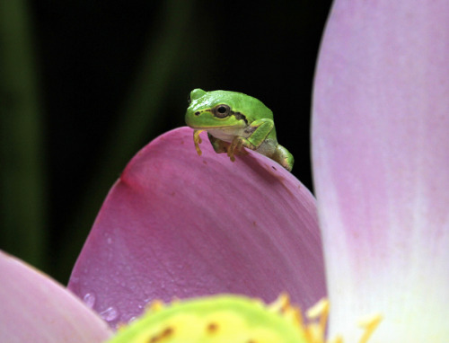 ps1:カエル遊びーLotus Frog