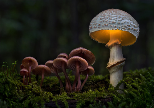 quiet-nymph: Illuminated Fungi Photography by Moonshroom