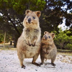 awwww-cute:Australian animals that aren’t