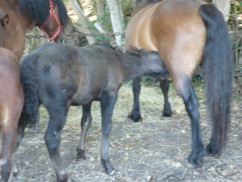 parenthese63:Always great moments with horses !