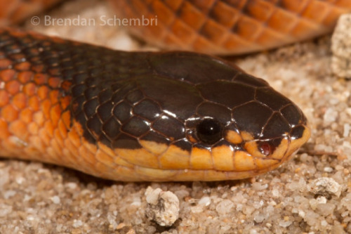 Mitchell&rsquo;s short-tailed snake - Parasuta nigricepsParasuta nigriceps (Elapidae) is an