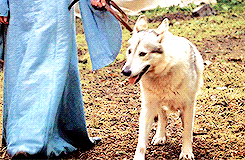 daenystormborn:  Make Me Choose: starfleetstrong asked Dragons or Direwolves