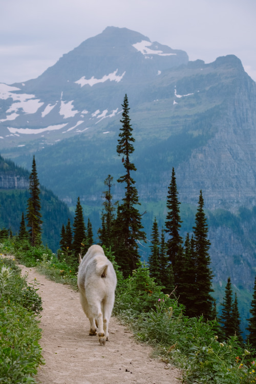 Mountain Goat, MT