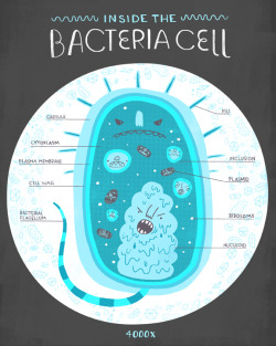 themicrobiologist:  rachelignotofsky:  Last